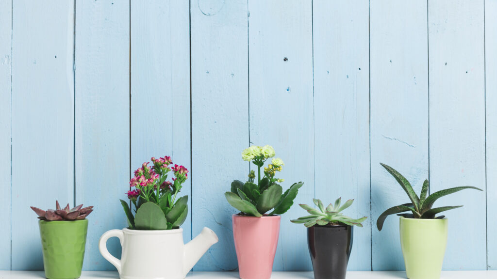 買ってはいけない多肉植物の毒性と再生方法