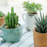 買ってはいけない多肉植物とは？初心者の選び方とペットへの危険性