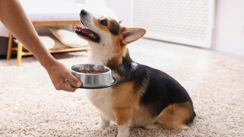 買ってはいけないドッグフードの商品名を避けて安全なフードを選ぶ方法